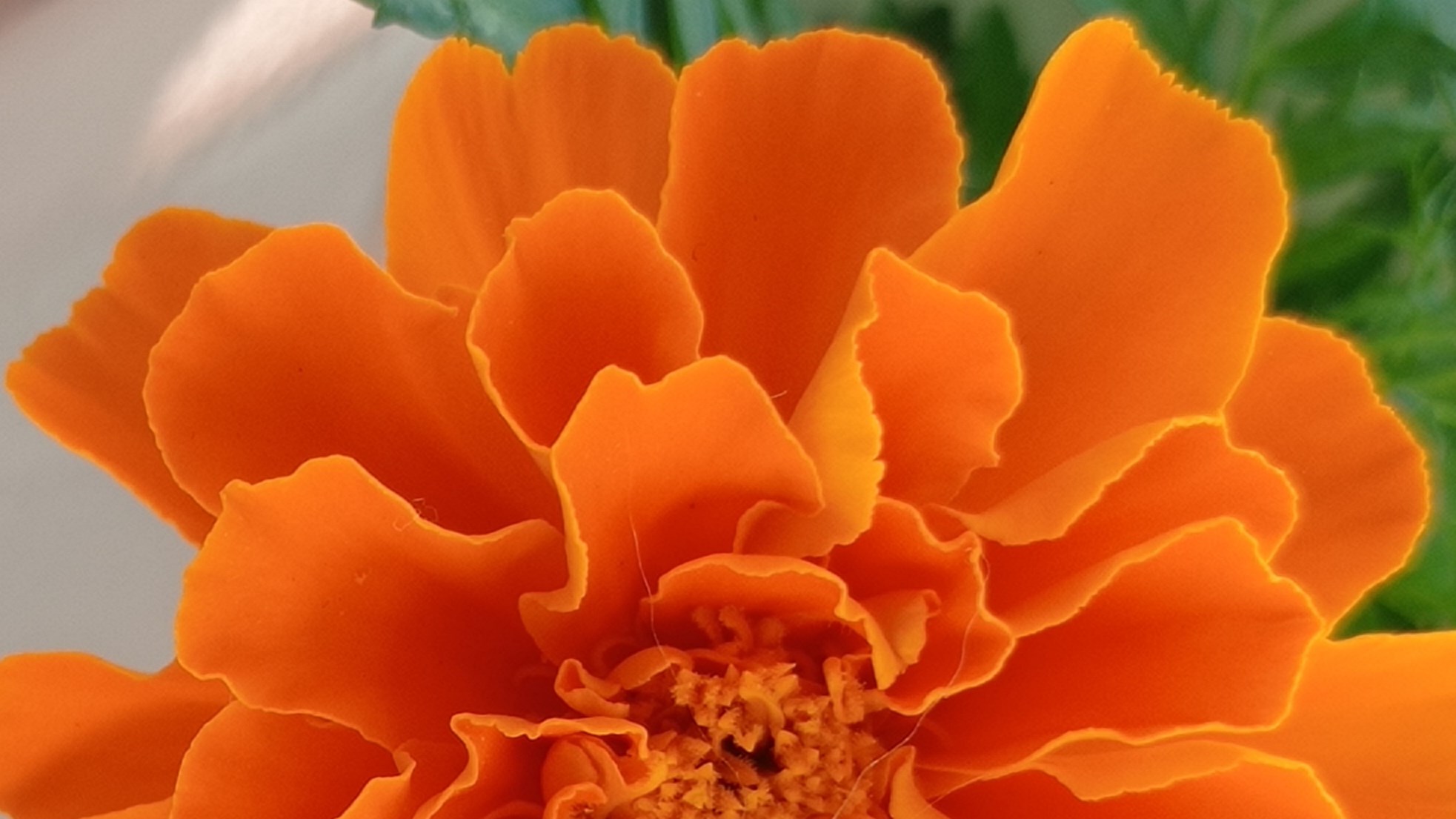 Marigold